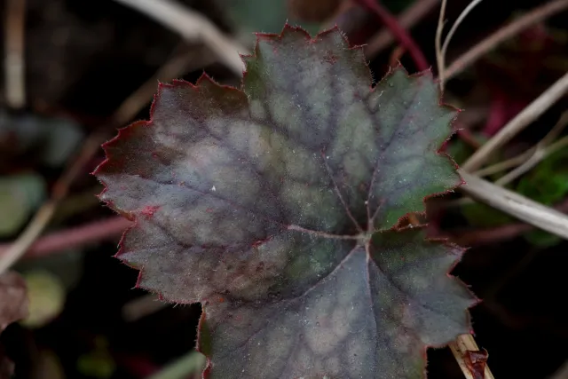 Carl Zeiss Jena Tessar 50mm f2.8 (M42) - 00005106.webp