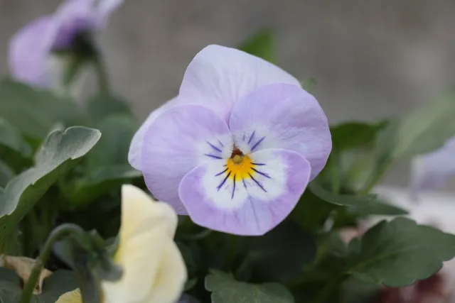 Canon Macro Lens FD 50mm f3.5 S.S.C. (FD) - 00005661.webp