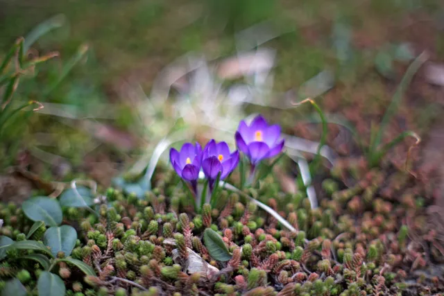 Minolta Rokkor 50mm f1.4 (Minolta MD) - 00005247.webp