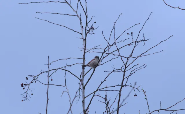 Formula 5 Gold Crown Macro Zoom 60-150mm f4 MC (M42) - 00005045.webp