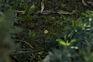 Zenith Helios-77M-4 50mm f1.8 VOMZ (M42) - 00000182.webp