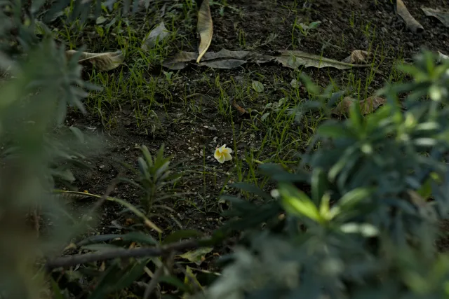 Zenith Helios-77M-4 50mm f1.8 VOMZ (M42) - 00000182.webp