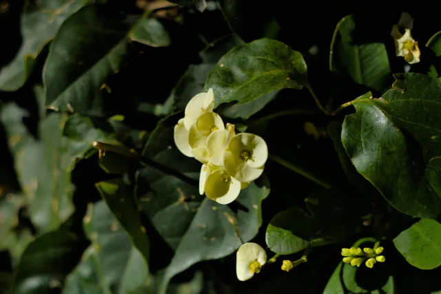 Zenith Helios-77M-4 50mm f1.8 VOMZ (M42) - 00001044.webp