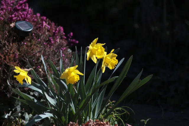 Jupiter-21M 200mm f4 (M42) - 00005588.webp