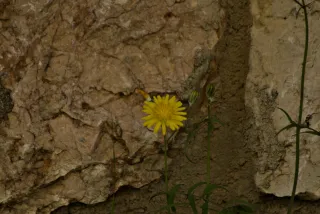 Tamron 28-300mm F3.5-6.3 (EF) - 00000766.webp