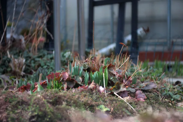 Custom Portrait Lens 70mm f2.8 (M42) - 00005157.webp