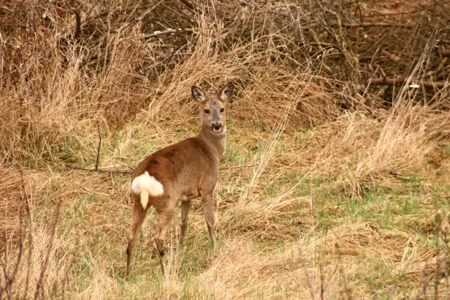 Spiratone Plura-Coat SharpShooter-S 400mm f6.3 (T2-M42) - 00005430.webp