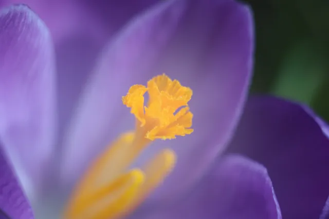 Carl Zeiss Jena Tessar 50mm f2.8 (M42) - 00005098.webp