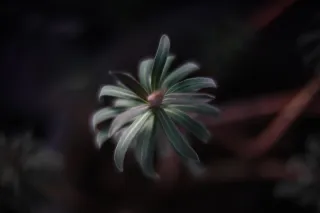 KOWA SUPER PROMINAR-16 50mm f1.2 Eiki 16mm (DIY) - 00002032.webp