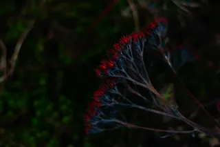 Carl Zeiss Jena DDR S 180mm f2.8 Zebra (M42) - 00004767.webp