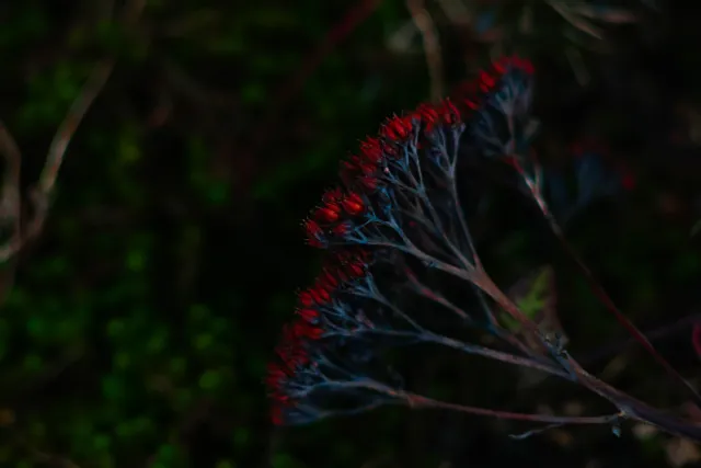 Carl Zeiss Jena DDR S 180mm f2.8 Zebra (M42) - 00004767.webp