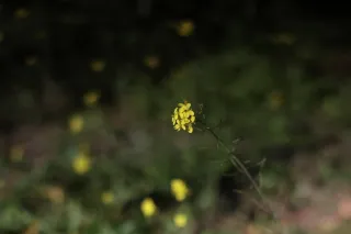 Minolta MC Rokkor-PF 55mm f1.7 (Minolta MCMD) - 00002715.webp