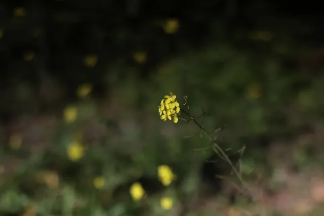 Minolta MC Rokkor-PF 55mm f1.7 (Minolta MCMD) - 00002715.webp