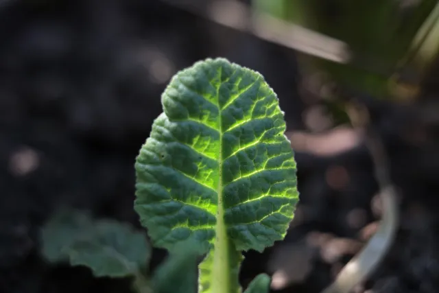 Kilfitt Makro-Kilar D f2.8 40mm (EXA) - 00005300.webp