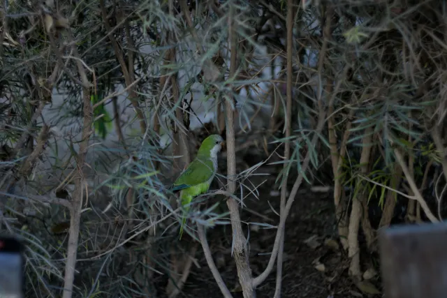 Zenith Helios-77M-4 50mm f1.8 VOMZ (M42) - 00000188.webp