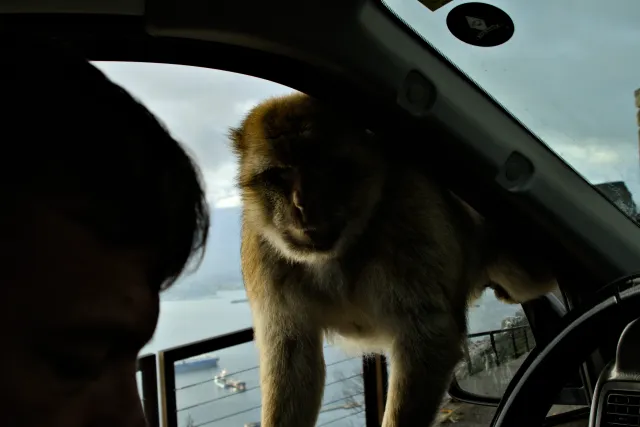 Tamron 28-300mm F3.5-6.3 (EF) - 00001485.webp