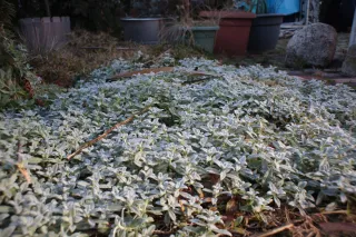 Auto Exaktar EEM 35mm f2.8 ( Minolta MD) - 00001996.webp