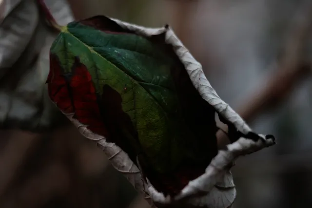 Kilfitt Makro-Kilar D f2.8 40mm (EXA) - 00004886.webp