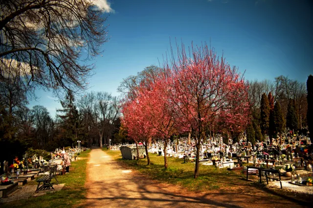 Vivitar Series 1 28-105mm f2.8-3.8 VMC Macro (Olympus OM) - 00005529.webp