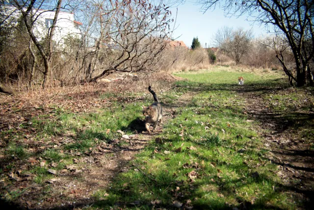 Vivitar Series 1 28-105mm f2.8-3.8 VMC Macro (Olympus OM) - 00005512.webp