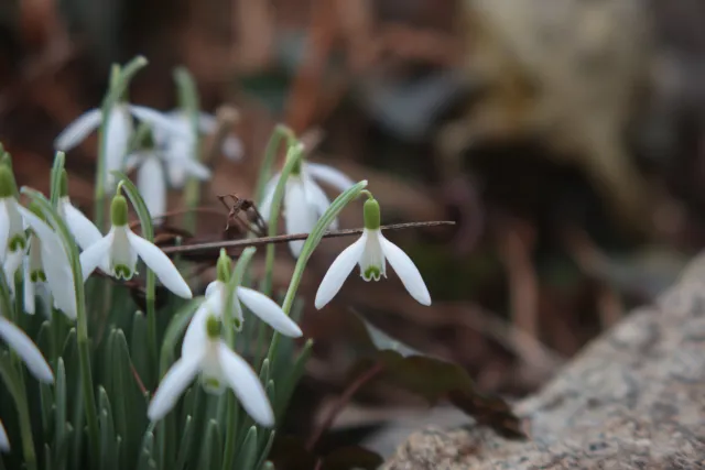 Formula 5 Gold Crown Macro Zoom 60-150mm f4 MC (M42) - 00005020.webp