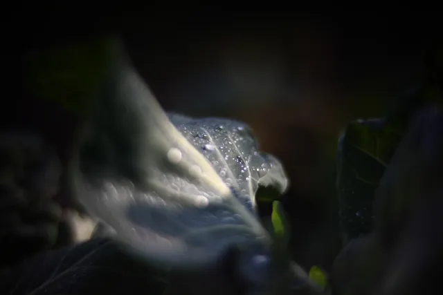 KOWA SUPER PROMINAR-16 50mm f1.2 Eiki 16mm (DIY) - 00002044.webp