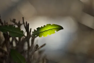 P.Angenieux Paris F.100mm.(M42) - 00000016.webp