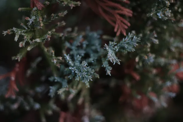 Kilfitt Makro-Kilar D f2.8 40mm (EXA) - 00004870.webp