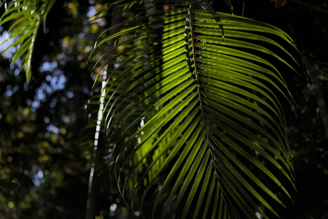 Zenith Helios-77M-4 50mm f1.8 VOMZ (M42) - 00001049.webp