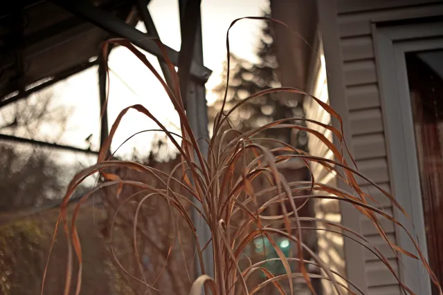 Yashica Lens ML 50mm f1.9 (CY) - 00005382.webp