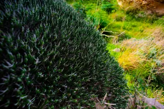 Carl Zeiss Flektogon f4 20mm (m42).md - 00004590.webp