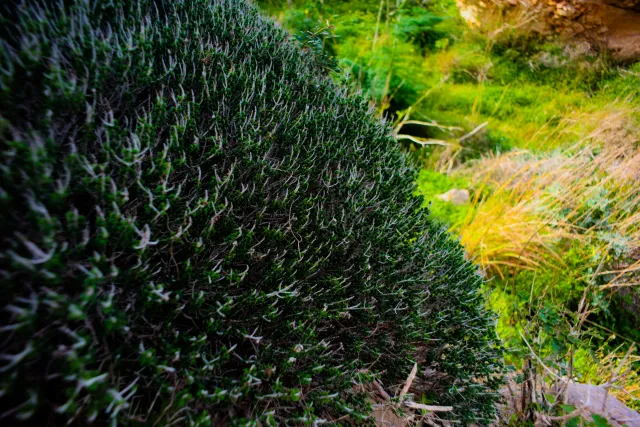 Carl Zeiss Flektogon f4 20mm (m42).md - 00004590.webp