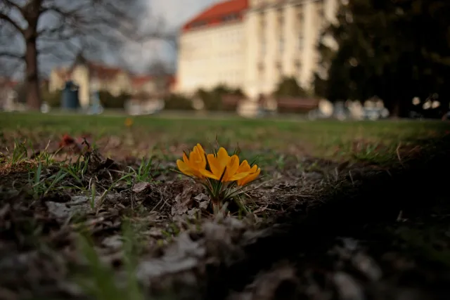 Minolta MC W.Rokkor-SI 28mm f2.5 (Minolta MD) - 00005240.webp