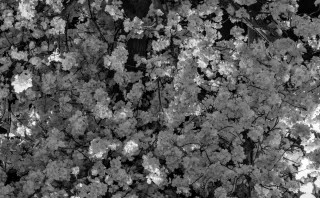 Zenith Helios-77M-4 50mm f1.8 VOMZ (M42) - 00000475.webp