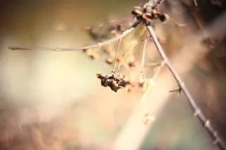 KOWA SUPER PROMINAR-16 50mm f1.2 Eiki 16mm (DIY) - 00002047.webp