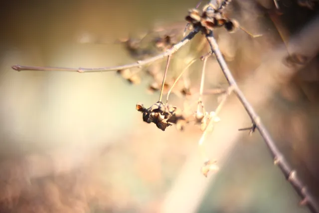 KOWA SUPER PROMINAR-16 50mm f1.2 Eiki 16mm (DIY) - 00002047.webp