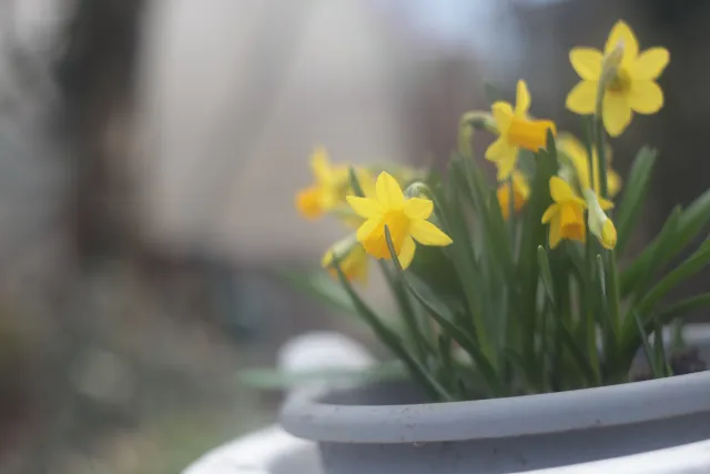 Helios 44-2 (M42) - 00005115.webp