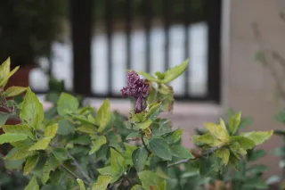 Tair-11A 135mm f2.8 (M42) - 00003325.webp