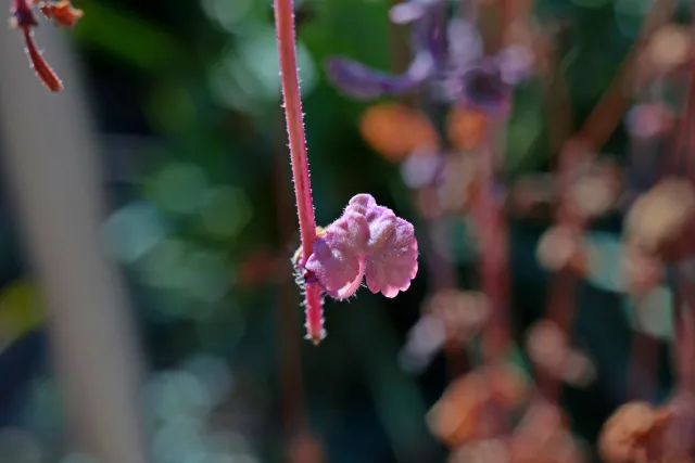 Canon Macro Lens FD 50mm f3.5 S.S.C. (FD) - 00004923.webp