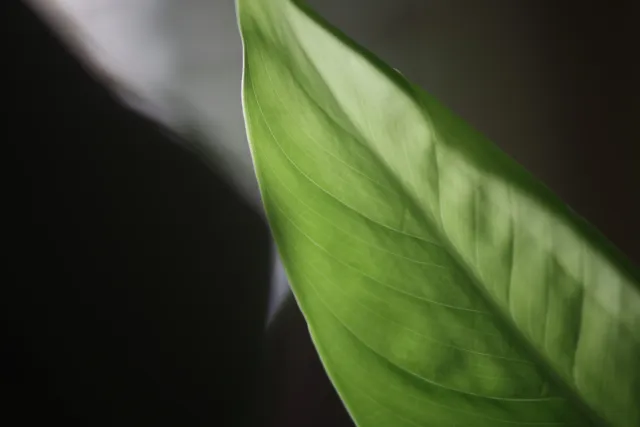 Vivitar Series 1 Macro Focusing Auto Zoom 70-210mm f2.8-4 (Pentax-k) - 00004854.webp