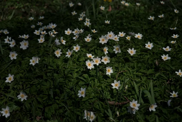 Vivitar Series 1 28-105mm f2.8-3.8 VMC Macro (Olympus OM) - 00005539.webp