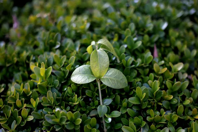 Carl Zeiss Jena Tessar 50mm f2.8 (M42) - 00005109.webp