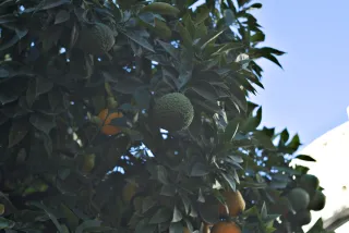 Zenith Helios-77M-4 50mm f1.8 VOMZ (M42) - 00000983.webp