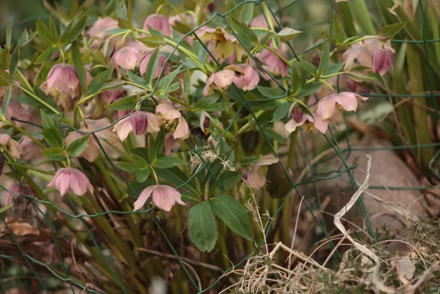 Olympus E-Zuiko Auto-T 135mm f3.5 (Olympus OM) - 00005373.webp