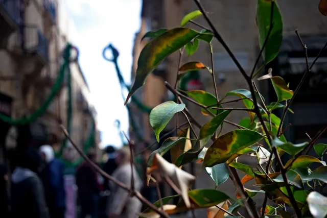 Meyer-Optik Görlitz Primagon 35mm f4.5 (M42) - 00004258.webp