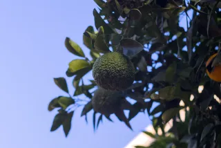 Zenith Helios-77M-4 50mm f1.8 VOMZ (M42) - 00000984.webp