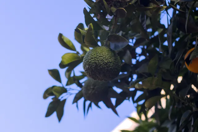 Zenith Helios-77M-4 50mm f1.8 VOMZ (M42) - 00000984.webp