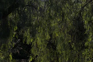 Tamron 28-300mm F3.5-6.3 (EF) - 00000772.webp