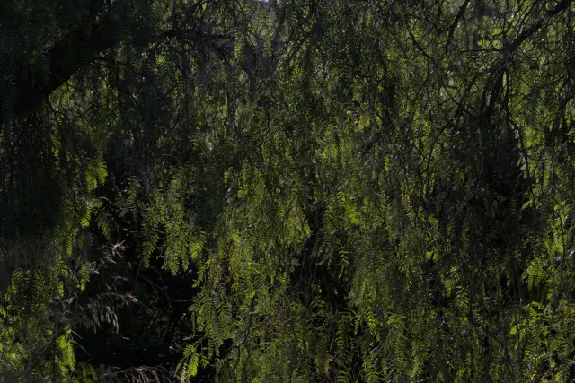 Tamron 28-300mm F3.5-6.3 (EF) - 00000772.webp