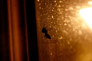 Pentacon 50mm f1.8 Triangle Bokeh Mod (M42) - 00000026.webp